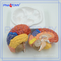 Modelo anatômico do cérebro PNT-0612 médico, modelos plásticos do cérebro